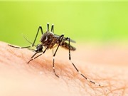 Biến đổi khí hậu và di chuyển làm gia tăng sốt xuất huyết ở Việt Nam